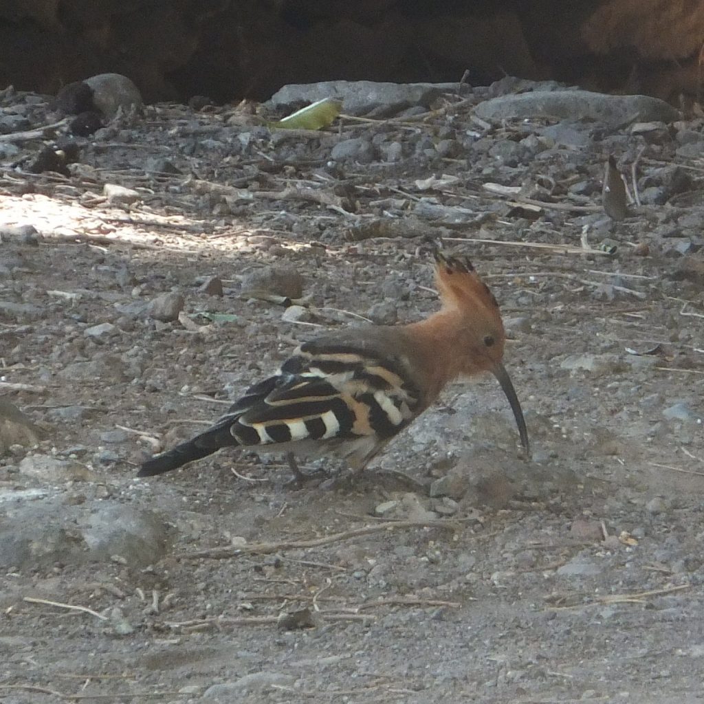2027: La Gomera Klangschalen- Retreat (Finca el cabrito)