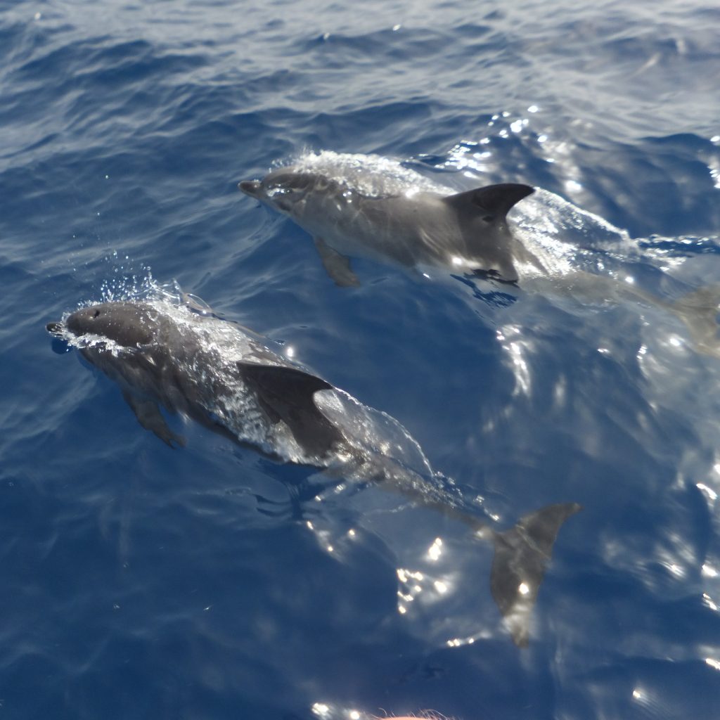 2027: La Gomera Klangschalen- Retreat (Finca el cabrito)
