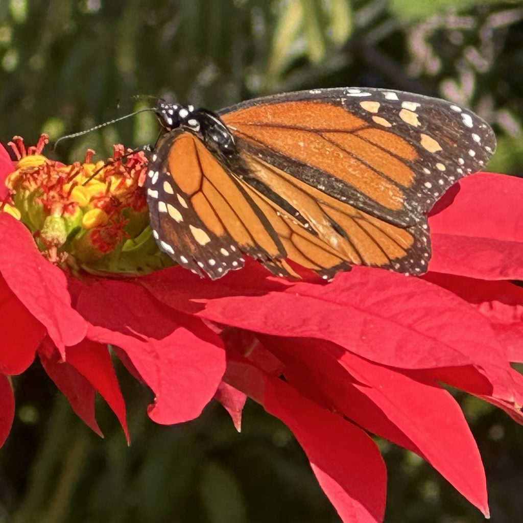2027: La Gomera Klangschalen- Retreat (Finca el cabrito)