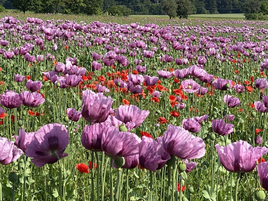 Duftende ätherische Öle zum Wohlfühlen (Westerstetten)